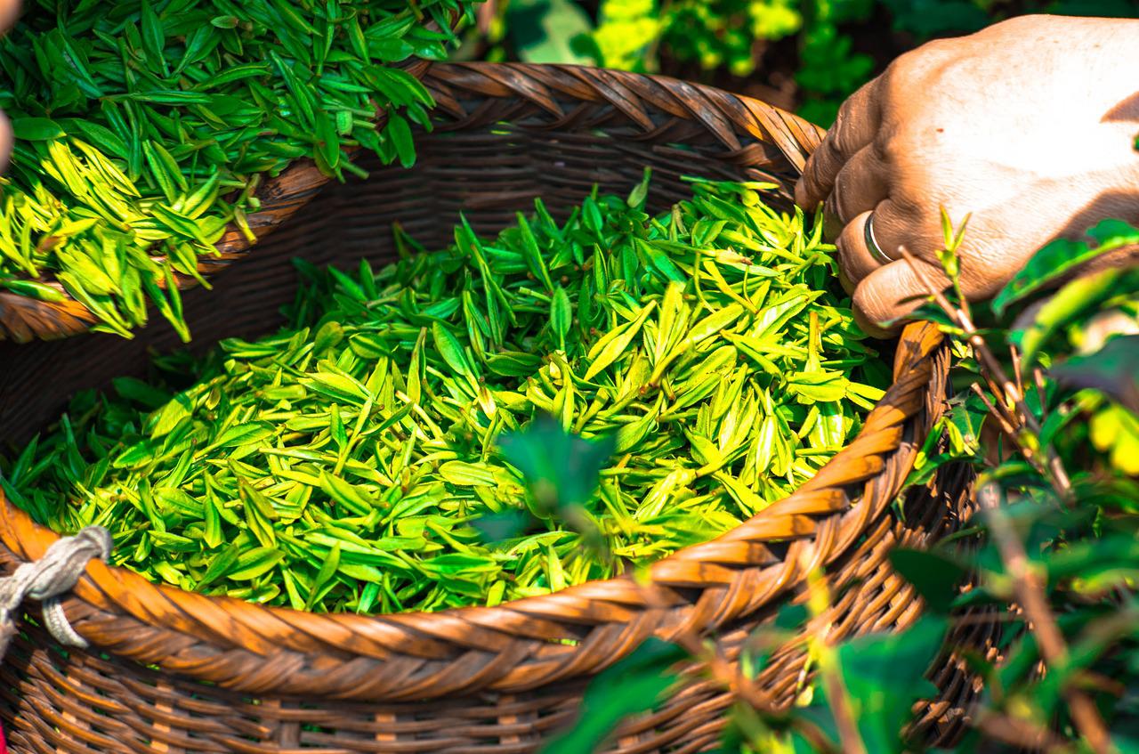 Zielona herbata – korzyści zdrowotne – magiczny napój